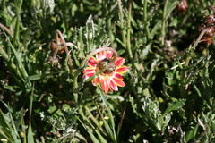 Arctotis breviscapa