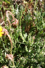 Arctotis breviscapa