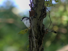 Aegithalos caudatus