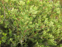 Leucadendron muirii