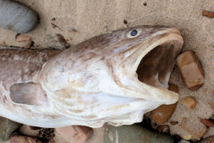 Genypterus tigerinus