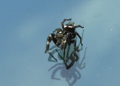 Dendryphantes zygoballoides