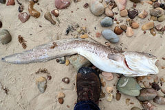 Genypterus tigerinus