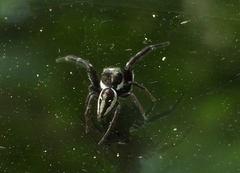 Dendryphantes zygoballoides