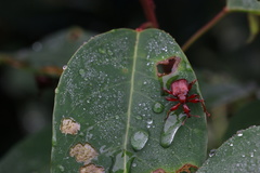 Paratrachelophorus nodicornis