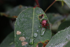 Paratrachelophorus nodicornis