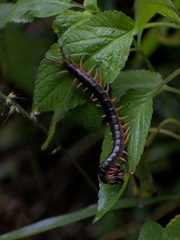 Scolopendra japonica