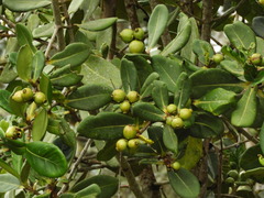 Clusia multiflora