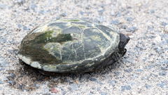 Kinosternon hirtipes