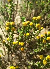 Marasmodes spinosa