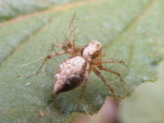 Oxyopes hoggi