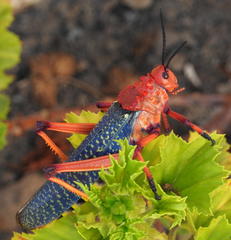 Phymateus morbillosus morbillosus