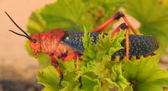 Phymateus morbillosus morbillosus