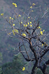 Handroanthus ochraceus