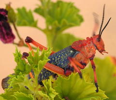 Phymateus morbillosus morbillosus