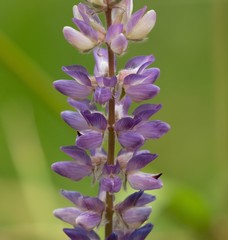 Lupinus lepidus confertus