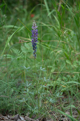 Lupinus lepidus confertus