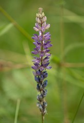 Lupinus lepidus confertus