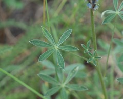 Lupinus lepidus confertus