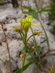 Bulbine annua