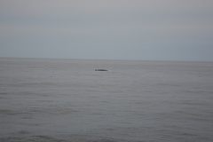 Balaenoptera physalus