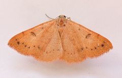 Hemeroplanis punitalis