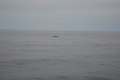 Balaenoptera physalus