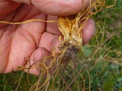 Bulbine annua