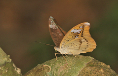 Tanaecia cocytus