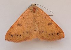 Hemeroplanis punitalis