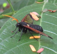 Isanthrene perboscii