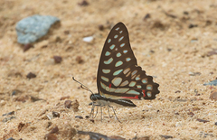 Graphium arycles