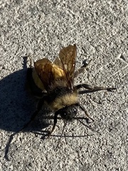 Bombus pensylvanicus