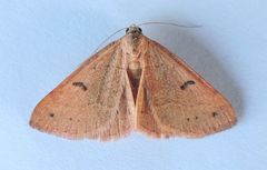 Hemeroplanis punitalis