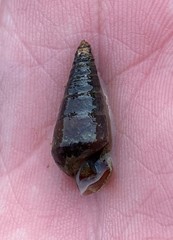 Pleurocera attenuata