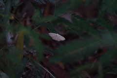 Lepidoptera
