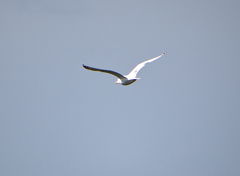 Larus argentatus image