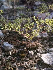 Paronychia lindheimeri