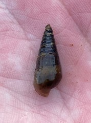 Pleurocera attenuata