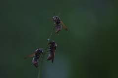 Pachodynerus nasidens