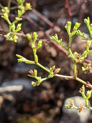 Paronychia lindheimeri