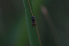 Pachodynerus nasidens