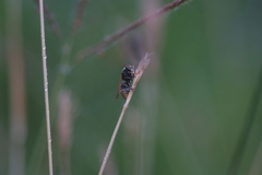 Pachodynerus nasidens