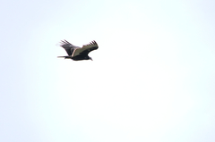 Cathartes aura image