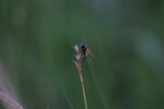 Pachodynerus nasidens