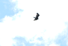Cathartes aura image