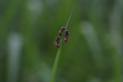 Pachodynerus nasidens