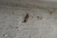 Pseudopachybrachius vinctus