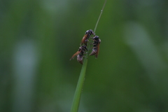 Pachodynerus nasidens