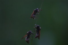 Pachodynerus nasidens